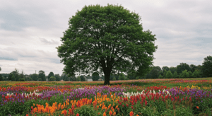 enchanting salvias